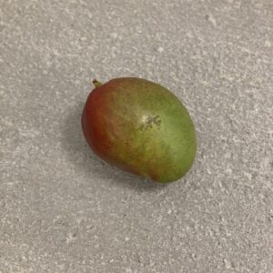 Mango Stor / Xoai Stk